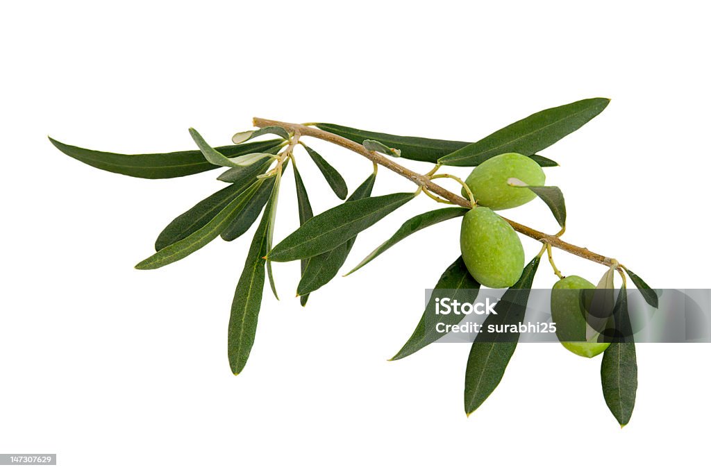 Green olives on olive branch on white background branch with some green olives isolated on white background Appetizer Stock Photo