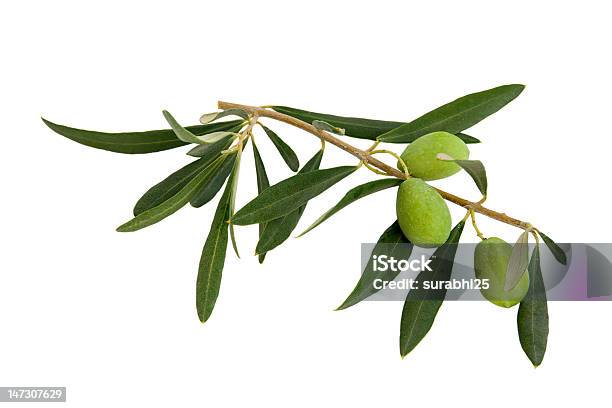 Green Olives On Olive Branch On White Background Stock Photo - Download Image Now - Appetizer, Branch - Plant Part, Food