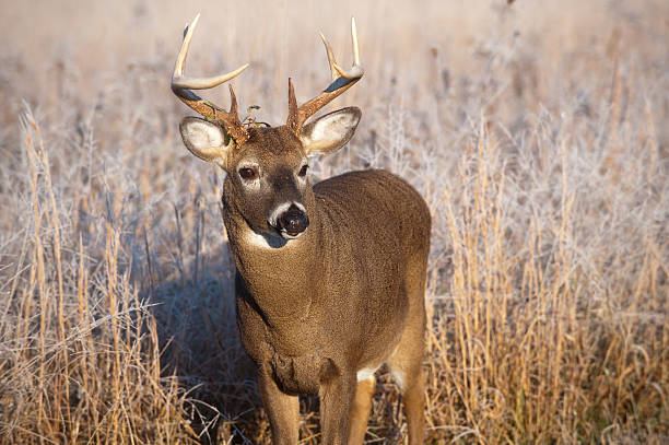 istock Whitetail buck standing in meadow 147307645
