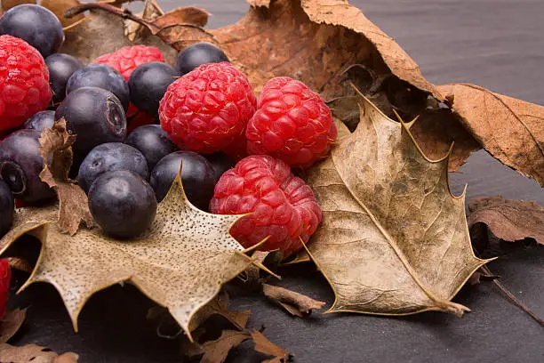 Forest fruits of raspberry and blueberry nestling amongst dried holly leafs.