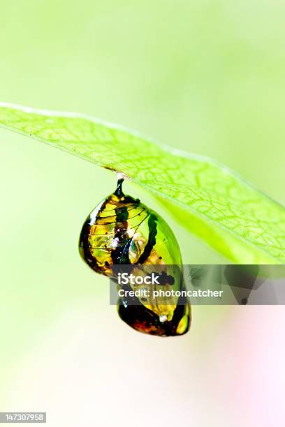 Farfalla Chrysalis - Fotografie stock e altre immagini di Ala di animale - Ala di animale, Animale, Animale selvatico