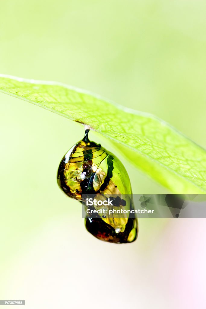 Butterfly chrysalis - Zbiór zdjęć royalty-free (Biologia - Nauka)