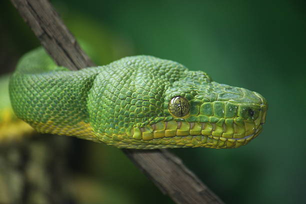 Emerald Tree Boa Emerald tree boa portrait green boa snake corallus caninus stock pictures, royalty-free photos & images