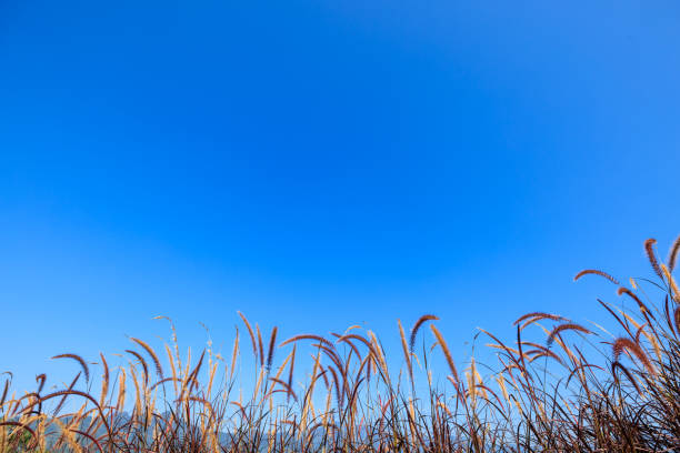 grass flower and blue sky for background wallpaper copy space angle view shot,