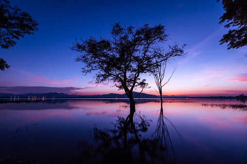 Long exposure shot of silhouetted trees reflected in water and over colorful sunset blue and pink sky background, romantic at twilight for wallpaper