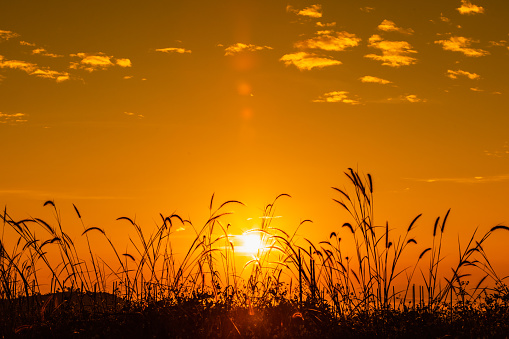 Wheat fields in the sunlight, shot in South Moravia