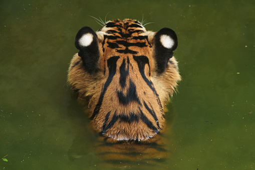 A tiger totally submerged under water with bubbles rising above him.  He was heading for food at the bottom of a pool.  The water is a bit hazy.Another view:
