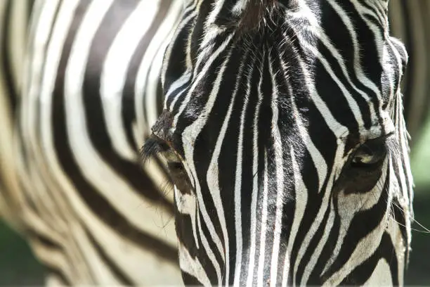 Closeup of a zebra's face