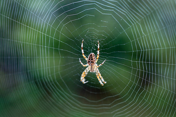 Cross spider in web stock photo