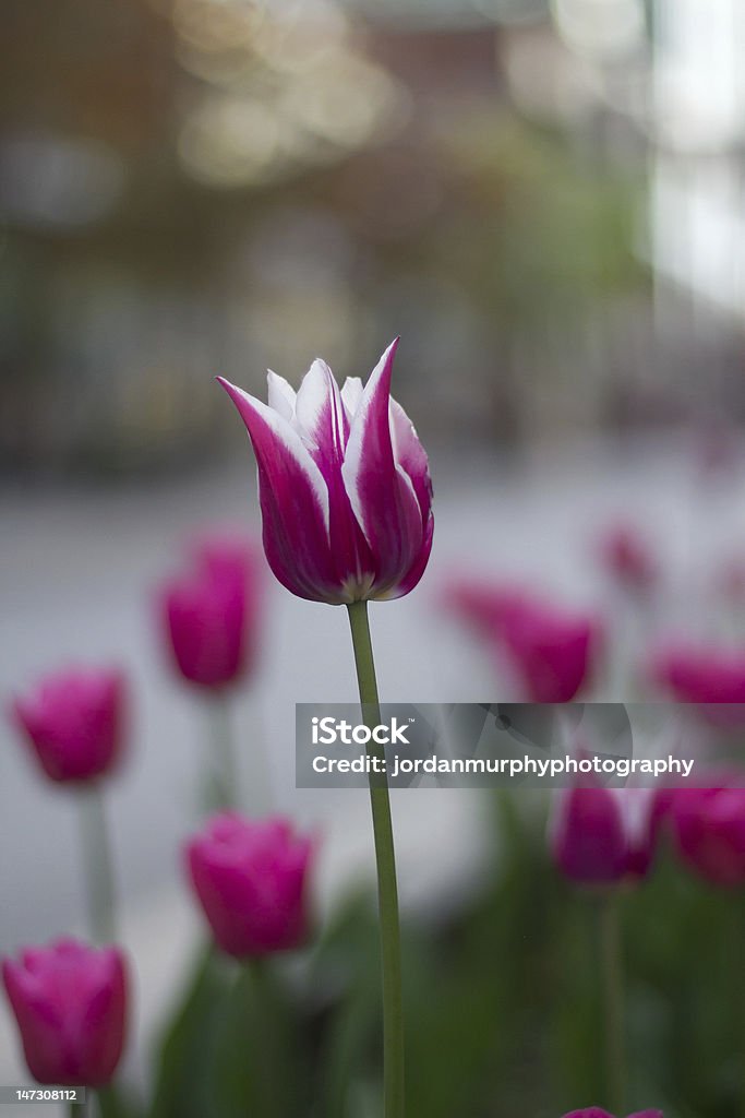 Tulipano tra gli altri - Foto stock royalty-free di Composizione verticale