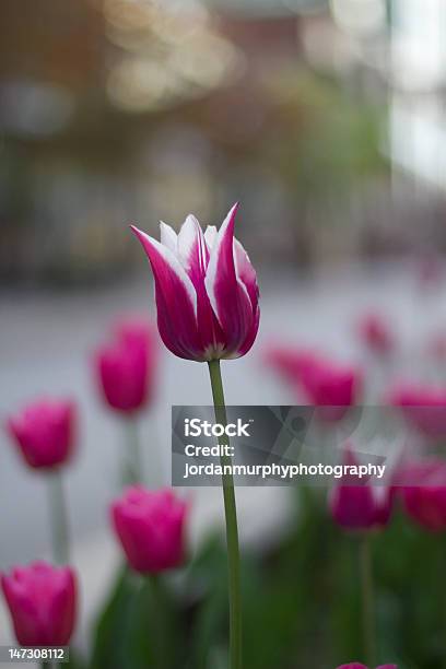 Tulipano Tra Gli Altri - Fotografie stock e altre immagini di Composizione verticale - Composizione verticale, Fiore, Flora