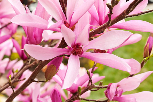 istock Closeup of Magnolia Flower Bush 147308239