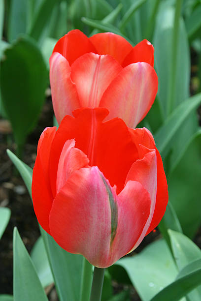 Two Red Tulips, Verticle stock photo