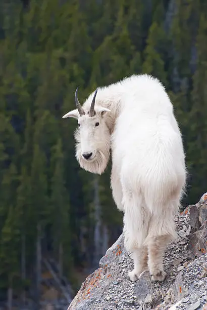 Photo of Canadian Rocky Mountain Goat