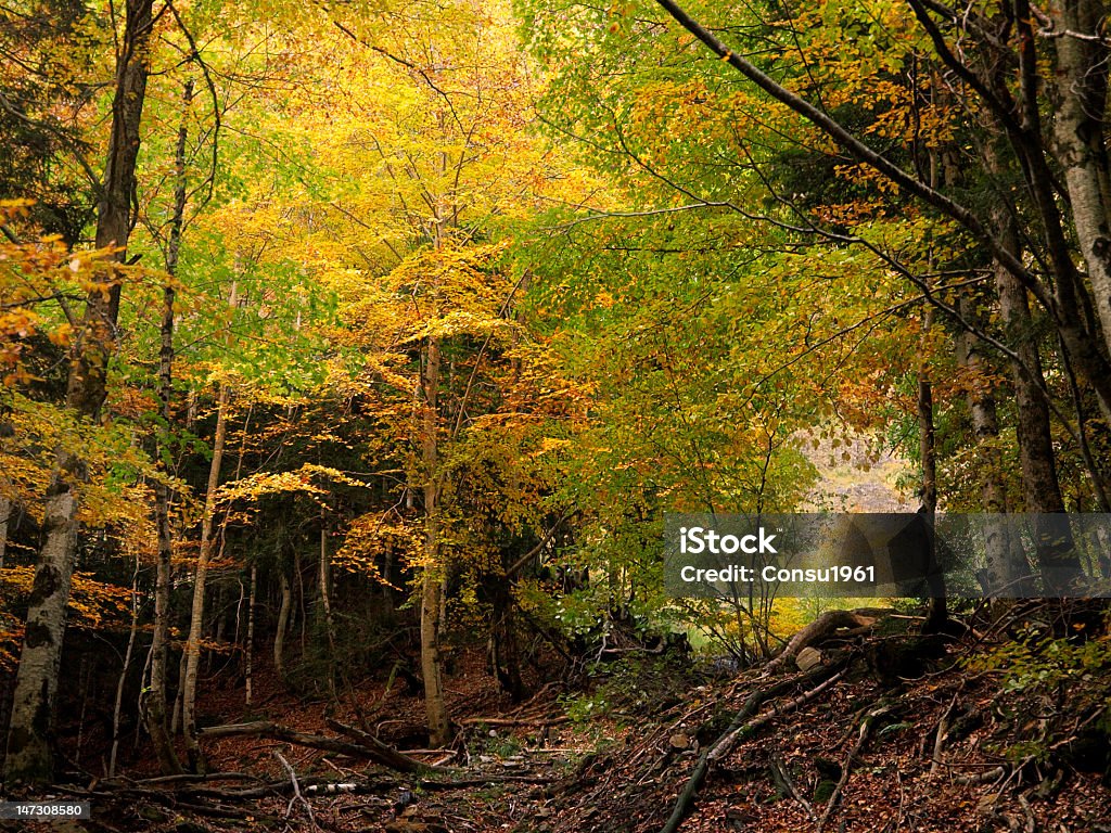 Autumnal bosque. - Foto de stock de Parque Nacional de Ordesa libre de derechos