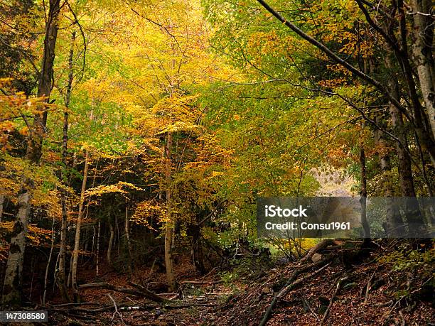 Autumnal Bosque Foto de stock y más banco de imágenes de Parque Nacional de Ordesa - Parque Nacional de Ordesa, Aire libre, Arbolado