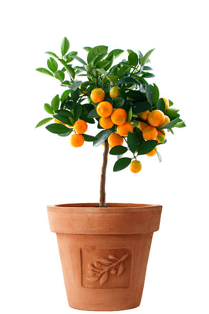 pequena árvore de laranja isolado - citrus fruit imagens e fotografias de stock