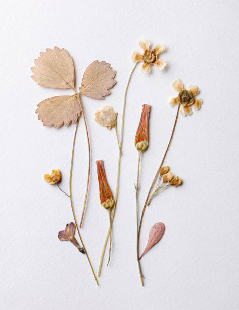 istock Beige dried plant decoration 1473086257