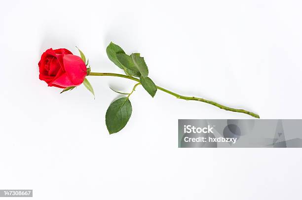 Langstielige Rose Auf Weiß Stockfoto und mehr Bilder von Rose - Rose, Pflanzenstängel, Lang
