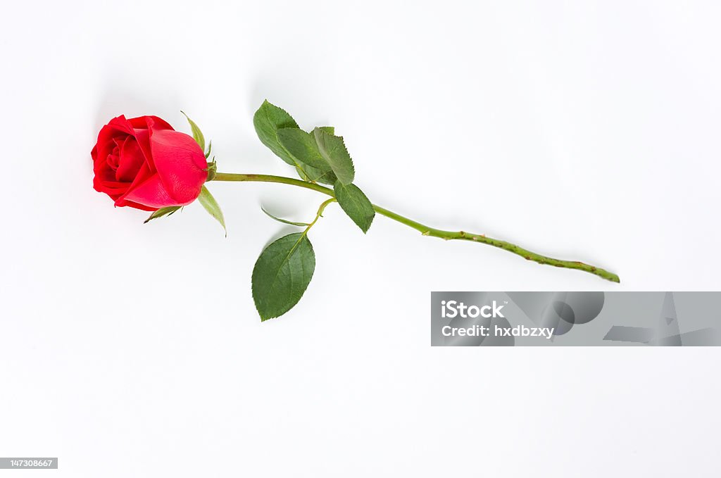 Vástago largo de rosas sobre blanco - Foto de stock de Rosa - Flor libre de derechos