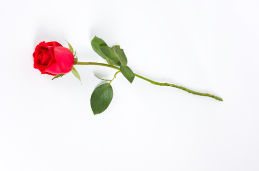 Isolated long stem red rose bud on white background.