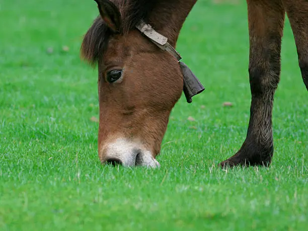 horse, pasture on green grass, close-up