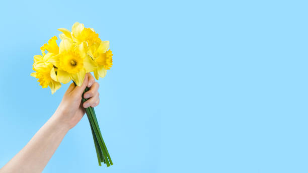 hand with bouquet of yellow daffodils flowers, easter bells on blue background - daffodil flower yellow vase imagens e fotografias de stock