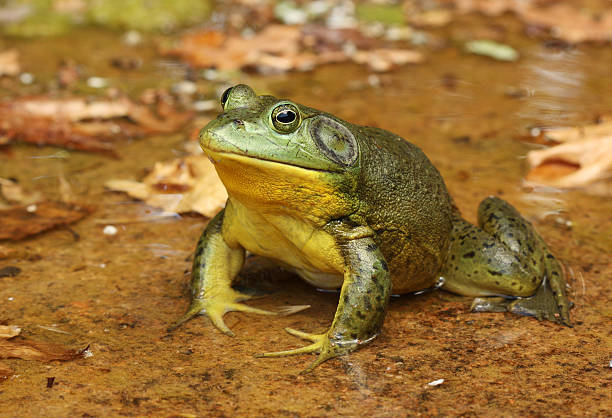 nordamerikanischer ochsenfrosch - bullfrog frog amphibian wildlife stock-fotos und bilder