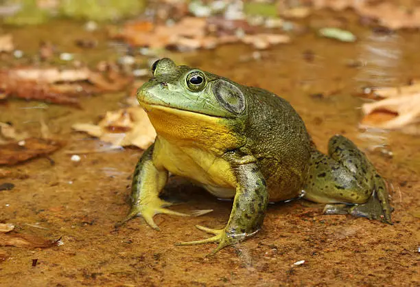 Photo of American Bullfrog