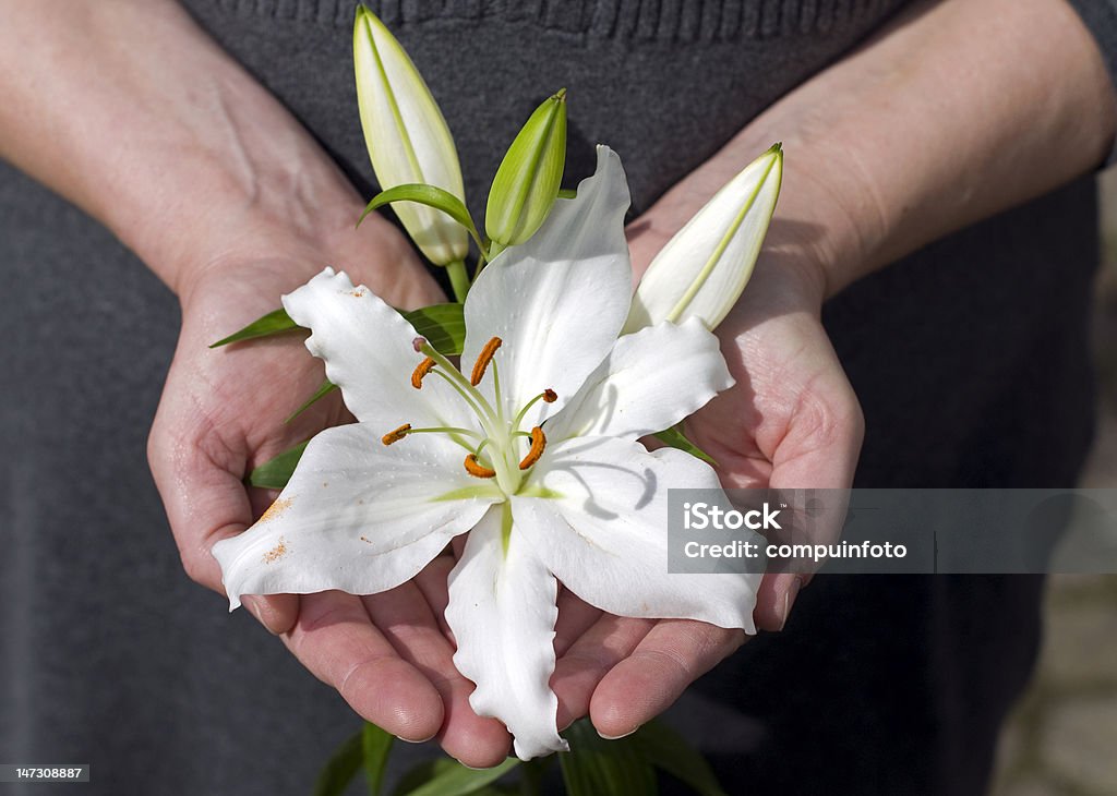 white lily in hand white lily in her hands as a present Agriculture Stock Photo