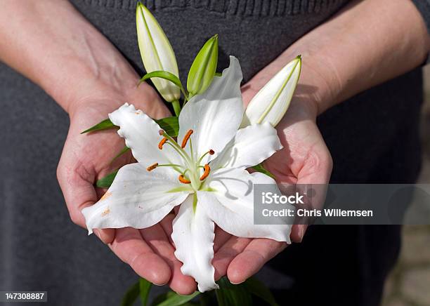 White Lily In Hand Stock Photo - Download Image Now - Agriculture, Beauty In Nature, Colors