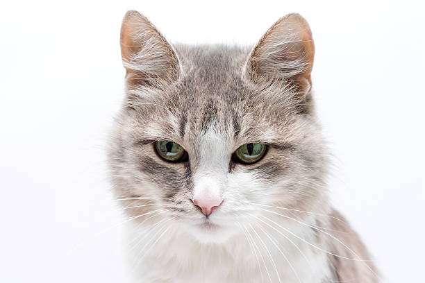 Gato en blanco con ojos grises - foto de stock