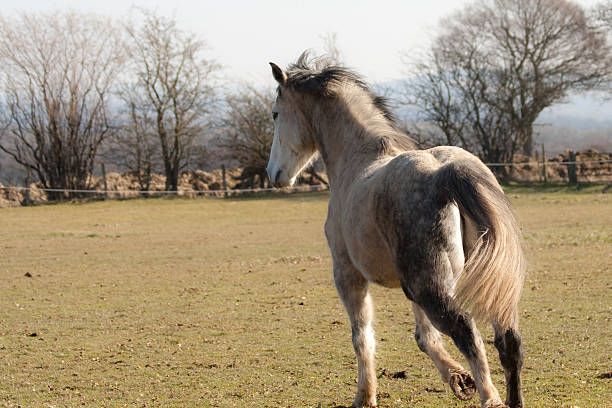 cavallo grigio maculata corsa libera e selvaggia. - horse winter dapple gray gray foto e immagini stock