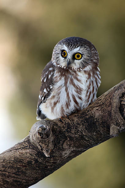istock Little Saw-Whet Owl 147309055