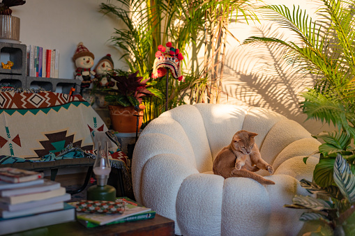 An Abyssinian cat sits on a white sofa in the living room with early morning sunlight