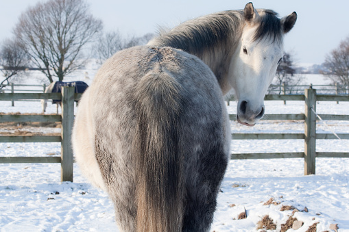 Beautiful grey horse standing in snowy field looks back over his shoulder