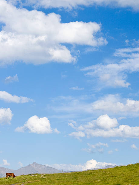 istock Small Cow in the Mountain 147309261