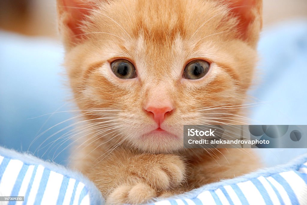 Gatto bambino - Foto stock royalty-free di Animale