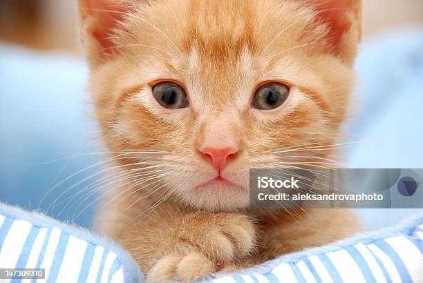 Gatto Bambino - Fotografie stock e altre immagini di Animale - Animale, Animale da compagnia, Arancione
