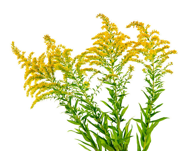 istock A goldenrod plant on white background 147309482