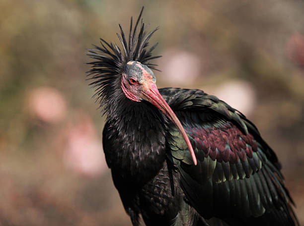 istock Portrait of a Northern Bald Ibis 147309536