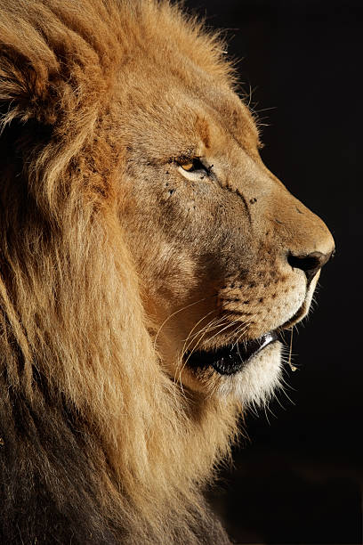 istock Big male African lion 147309594