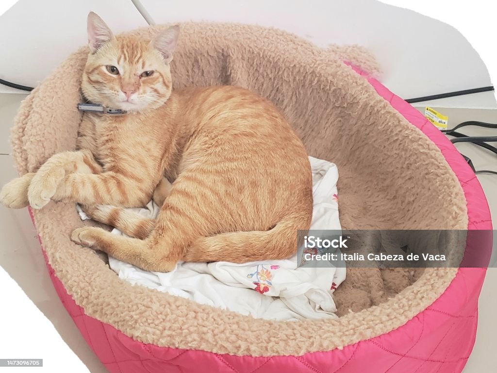Leo Smug cat Animal Stock Photo