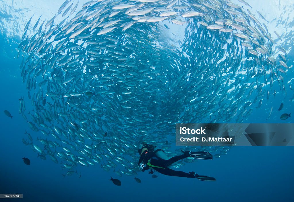 Mergulhador com uma escola de Jacks - Foto de stock de Cardume de Peixes royalty-free