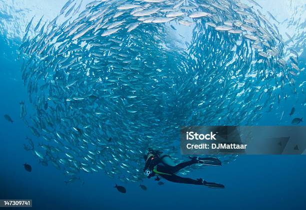 Foto de Mergulhador Com Uma Escola De Jacks e mais fotos de stock de Cardume de Peixes - Cardume de Peixes, Mergulho Submarino, Animal