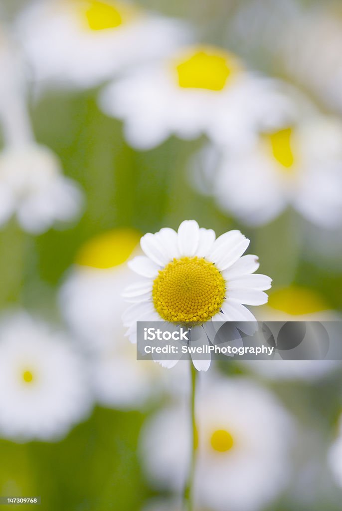 Camomilla fiori. - Foto stock royalty-free di Camomilla