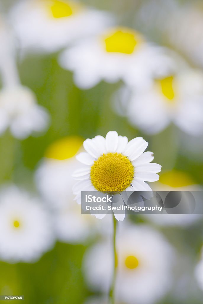 Camomile цветов. - Стоковые фото Без людей роялти-фри