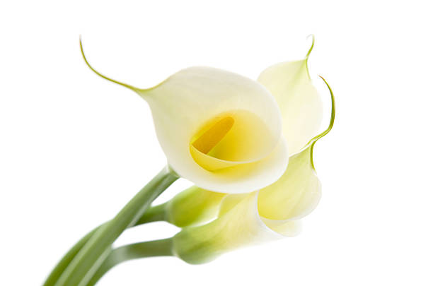 カラリリー 3 - lily nature flower macro ストックフォトと画像