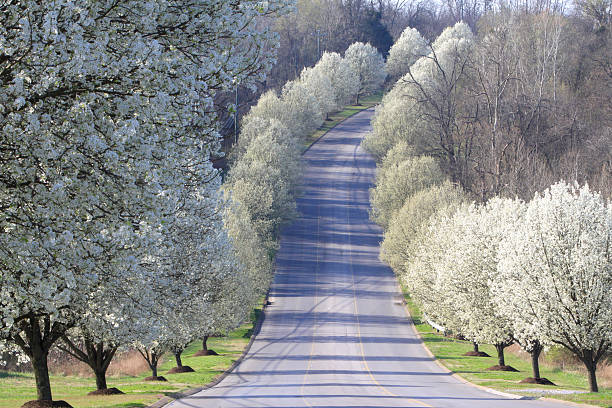 Line of Bradford Pear Trees in Nashville Tennessee , spring blooms.