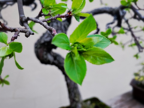 Leaf Bud Bloom on a Bonsai Tree